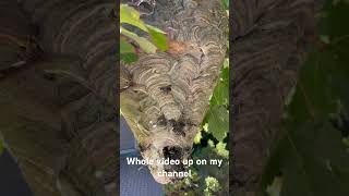 Gorilla glue vs hornet nest hornet insectnest waspnest hornetnest hornets [upl. by Amrita150]