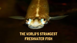 THE TOP 10 STRANGEST FRESHWATER FISH HD [upl. by Christis206]