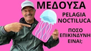 Pelagia Noctiluca quotΗ Μωβ Τσούχτραquot Τι χρειάζεται να γνωρίζω [upl. by Ainafetse]