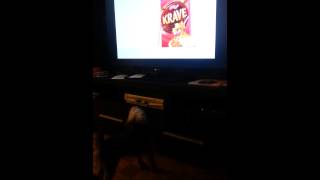 Kelloggs commercial  dog barks at the bunny [upl. by Sylvanus897]