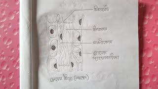 How to draw phloem tissue easily । Phloem tissue drawing 🌿  Class 9 Biology [upl. by Pickett]