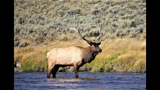 Bull Elk Breeds Flirtation Rituals with Cow Elk in Estrus Includes Mating [upl. by Dustan191]