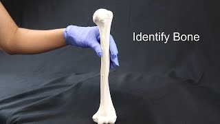 Quiz on Appendicular Skeleton Part I Upper Limbs [upl. by Refinej]