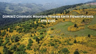 DJI MINI2 4K Cinematic Bergblumen Erdblumen Wälder DJIMINI2 Cinematic Mountain Flowers Earth Flowers [upl. by Aihc156]