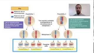 Biology 074 Patterns of Inheritance 1 [upl. by Razal]