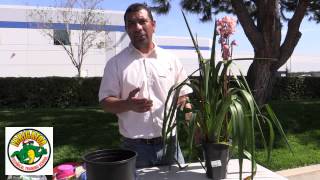 How to trim and Maintain Cymbidium Orchids [upl. by Nalhsa422]