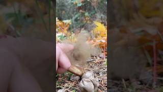 the magic of puffball mushrooms nature [upl. by Ano647]