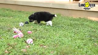 Fun Aussiedoodle Puppy [upl. by Yrocal]