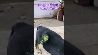 Cute puppy suffering from maggots attack isko dmag spray lagaya hu kukur dogs puppies [upl. by Ramalahs]