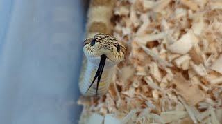 Hognose Breeding Plan for 2025 [upl. by Acissehc755]