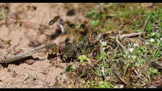 Early Colletes Bees [upl. by Neleh]