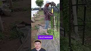 perapihan daun tanaman shorts reaction trending [upl. by Pantia]