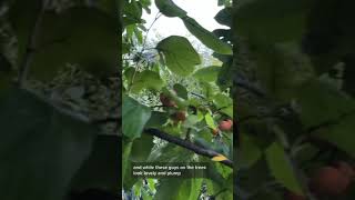 How to Eat American Persimmons Diospyros virginiana [upl. by Solorac]