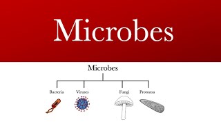 Microorganism seen under microscope bacteria viruses fungi and protozoa [upl. by Waddell309]