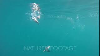 Atlantic puffin Fratercula arctica swimming underwater [upl. by Yatnuhs783]