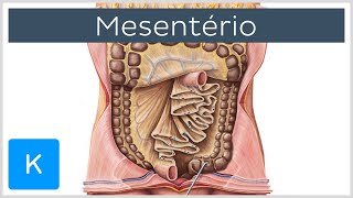 Mesentério estrutura e funções  Anatomia Humana  Kenhub [upl. by Kyla]