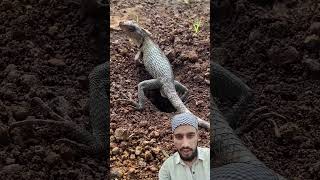 Oriental garden Lizard Lay Egg lizard reptiles animals iguana pets viralvideo shortsvideos [upl. by Douglas362]