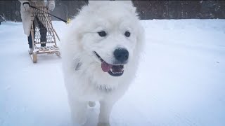 Samoyed Puppy Goes Dog Sledding for the First Time 🛷❄️ [upl. by Eugine78]