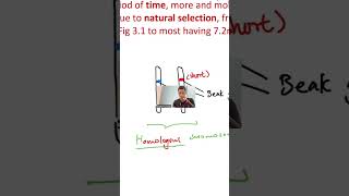 Homologous Chromosomes Alleles Finally Explained [upl. by Handal763]