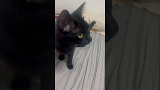 Funny cat videokabaddiक्रिकेटcricketmusicsong猫館 [upl. by Nanor]