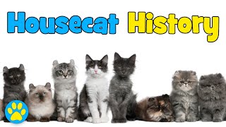 The History Of Housecats [upl. by Nie917]