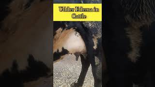 Udder edema in cattle  Diagnosis treatment udder में सूजन edema का इलाज़ कैसे करे viralshorts [upl. by Hgeilhsa]