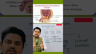 The Male Reproductive System neet class12biology nursing medical shortvideo [upl. by Nivel]