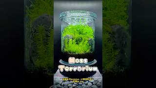 Moss Terrarium ～23092～ コケリウム shorts terrarium 苔テラリウム 苔 moss [upl. by Veator128]