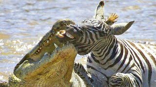 CROCODILE DEATH ROLL ENDS ZEBRA INSTANTLY [upl. by Bess162]