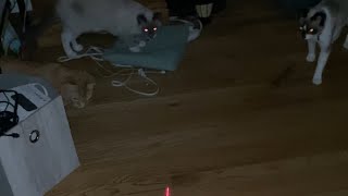 Red laser cats [upl. by Carbone]