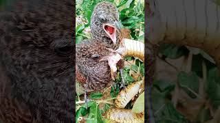 The plover catches snakes and brings them back to its nest to eat The plover hunts for prey [upl. by Born]