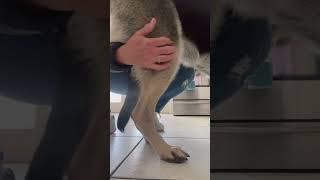 How to Massage Your Dog with Hip Dysplasia [upl. by Yentrok]