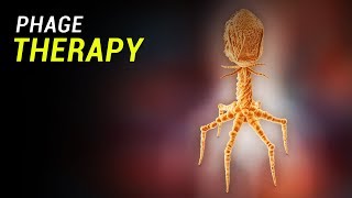 Phage Therapy How does it work [upl. by Ykvir]