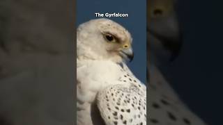 Gyrfalcon  Powerful Hunter [upl. by Hareenum]