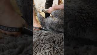 Beautiful corriedale wool being blade shorn [upl. by Assiruam]