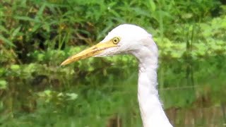 Cattle Egrets At The Pond [upl. by Chafee]