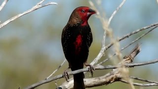 Pilbara Inhabitants  FINCHES [upl. by Saber]