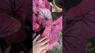 caladiums plants garden บอนสี caladiumlovers บอนสีมีทรัพย์ บอนสีเพชรนิลจินดา [upl. by Newob]