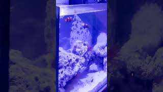 INTRODUCING Aio 10gallon Saltwater Cycled Tank Setup [upl. by Hamo]