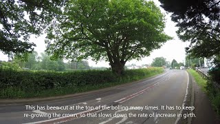 Four Oak Pollards Alveley Shropshire [upl. by Yenar743]