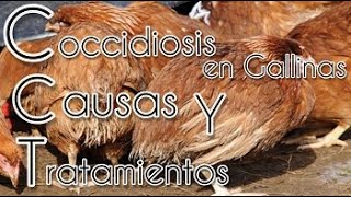 COCCIDIOSIS EN GALLINAS CAUSAS Y TRATAMIENTOS [upl. by Topper519]