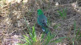 Red Rumped Parrots [upl. by Llennoc807]