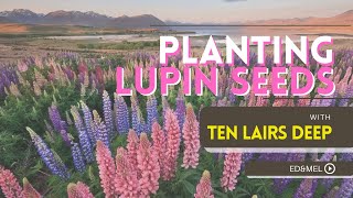 Lupinus polyphyllus  How to Plant LUPIN SEED  Zone 3 Flower Farm  Ten Lairs Deep [upl. by Akapol]