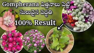 how to grow Gompherana from seeds in telugu growing gompherana from seeds [upl. by Dale]