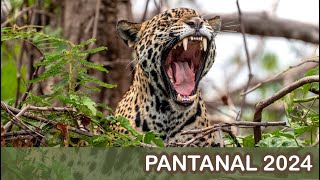 Pantanal Brazil 2024 [upl. by Canon]