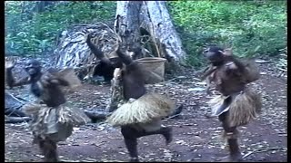 Orchestre Patengué  Djooko Clip video Musique pygmées [upl. by Zitella72]