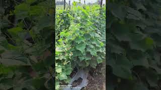 HMCLAUSE VARIETY CUCUMBER KRUTHIKA F1 🥒 Rajpur Market 2024 [upl. by Latimore473]