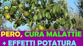 VECCHIO PERO EFFETTI POTATURA E COME CURARE FOGLIE MALATE ACARI TICCHIOLATURA [upl. by Eixela]