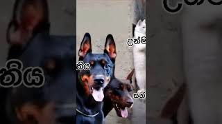 funnyvideo unmadini hanguna trendingshorts music cat doglover [upl. by Mccartan445]