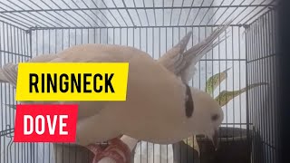 Ringneck Dove Cooing Sounds [upl. by Eneli]